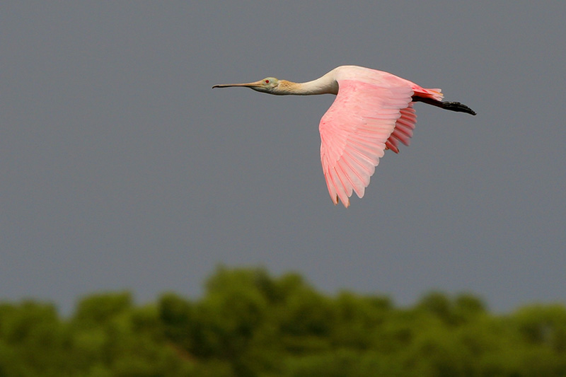 Roseate Spoonbill