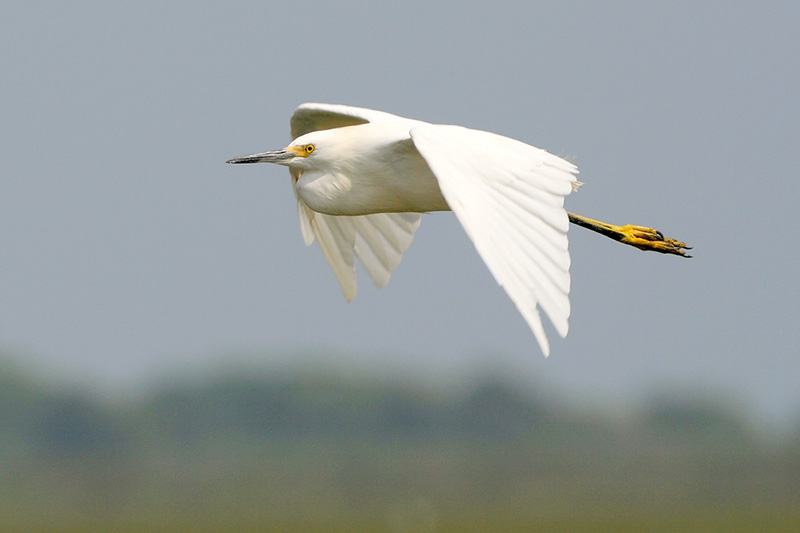 Snowy Egret