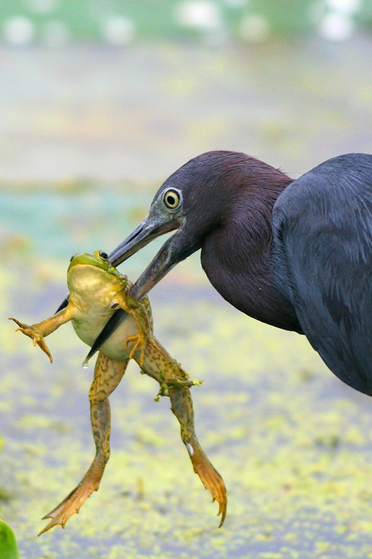Little Blue Heron