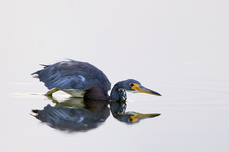 Tricolored Heron