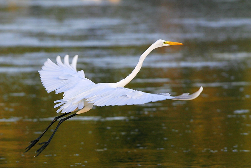 Great Egret