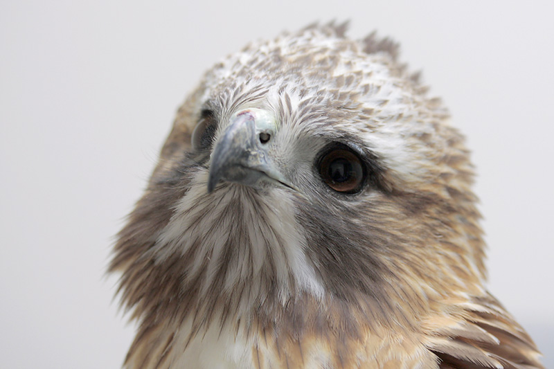 Red-tailed Hawk