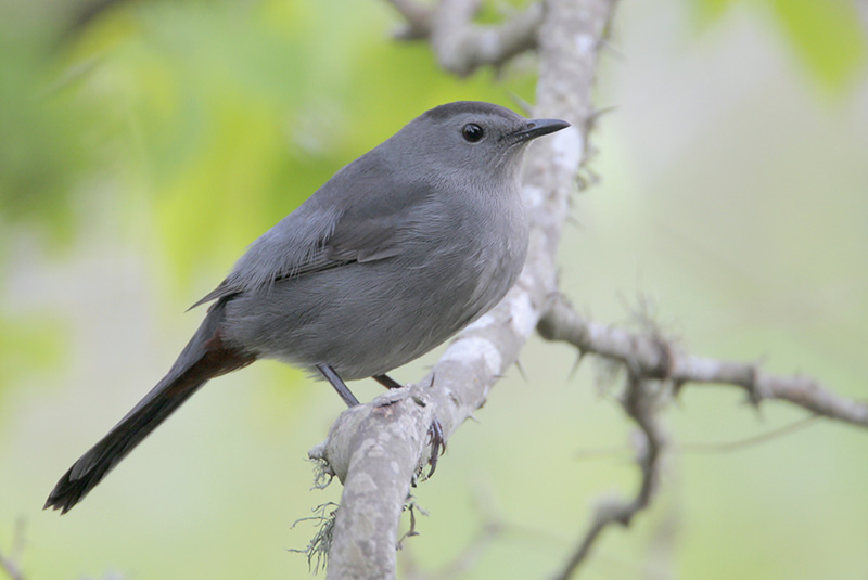 Gray Catbird