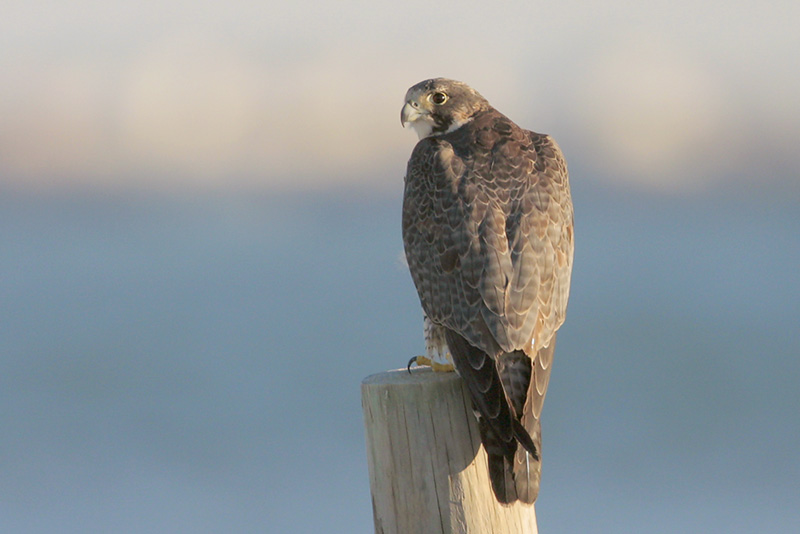 Peregrine Falcon