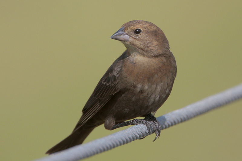 Brown-headed Cowbird