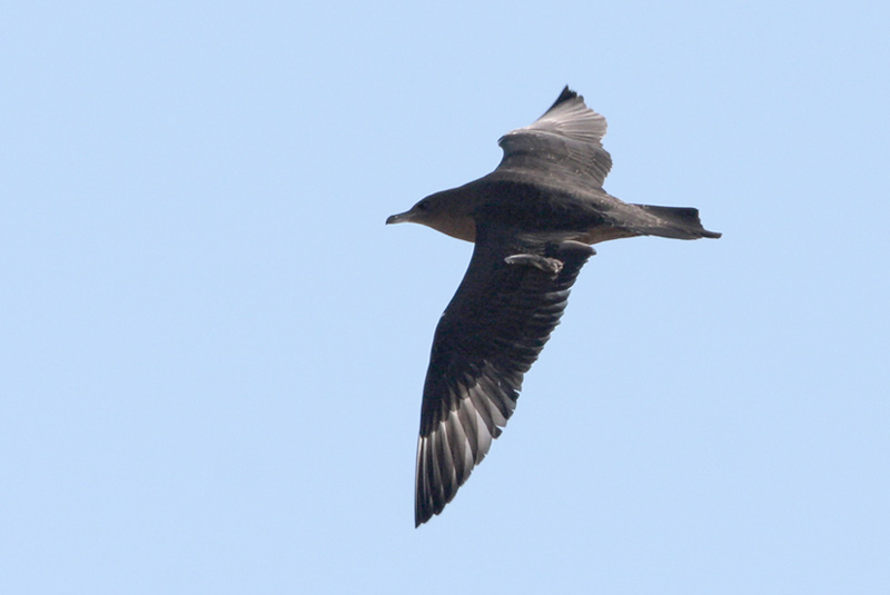 Pomarine Jaeger