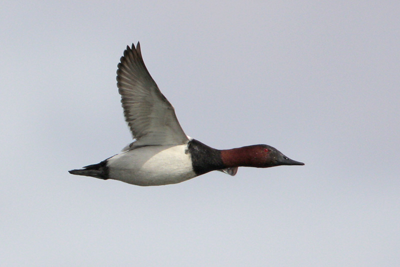 Canvasback