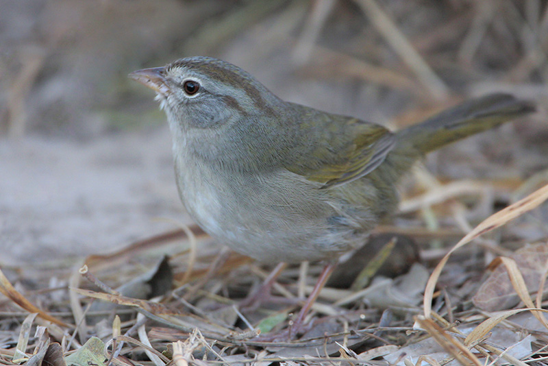 Olive Sparrow