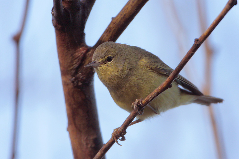 Orange-crowned Warbler