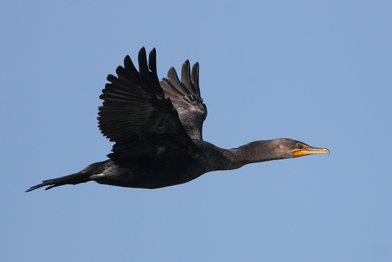 Double-crested Cormorant