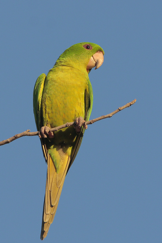 Green Parakeet