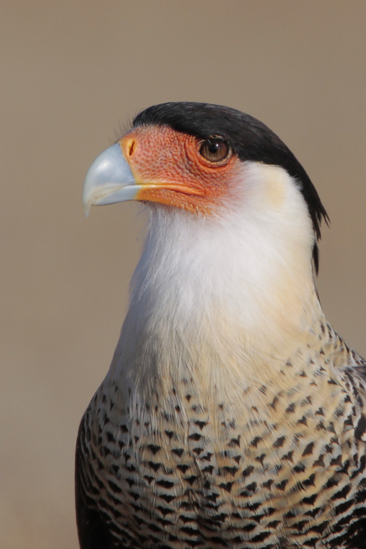 Crested Caracara