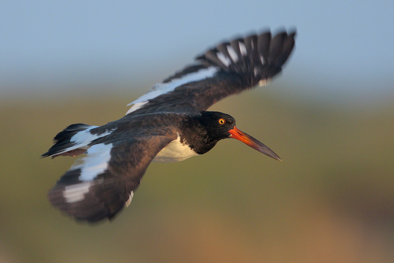 American Oystercatcher