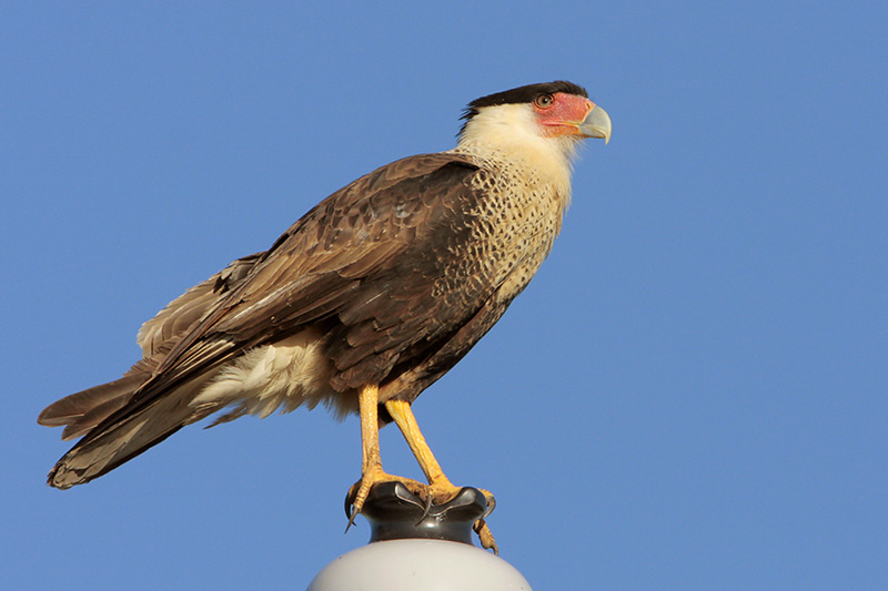 Crested Caracara