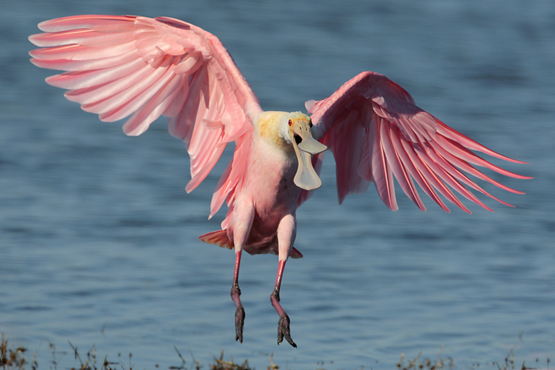 Roseate Spoonbill