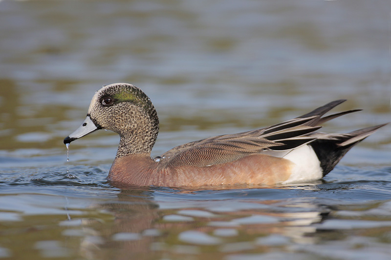 American Wigeon