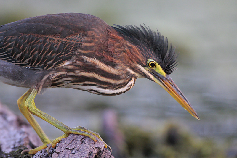 Green Heron