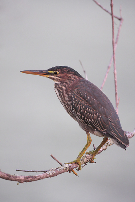 Green Heron