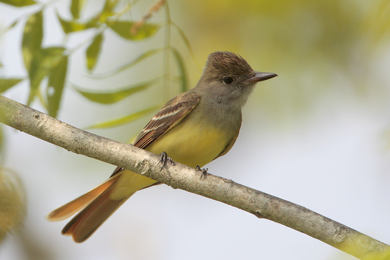 Great Crested Flycatcher