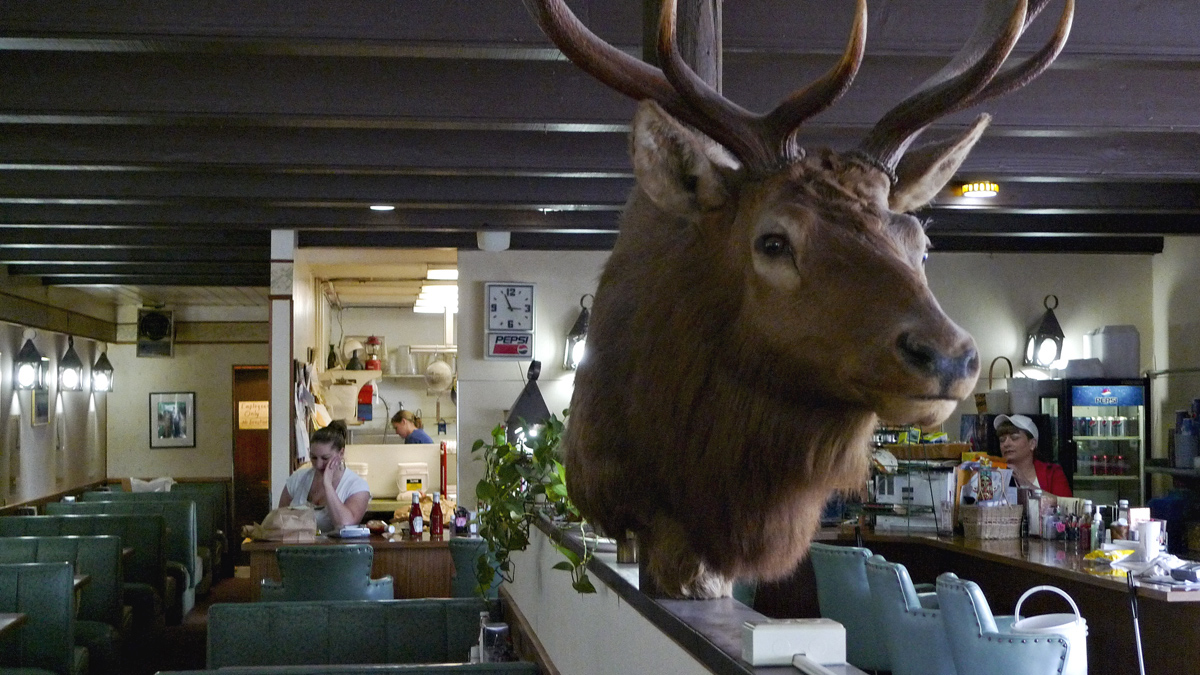 Elk, Forks Caf, Forks, Washington, 2009