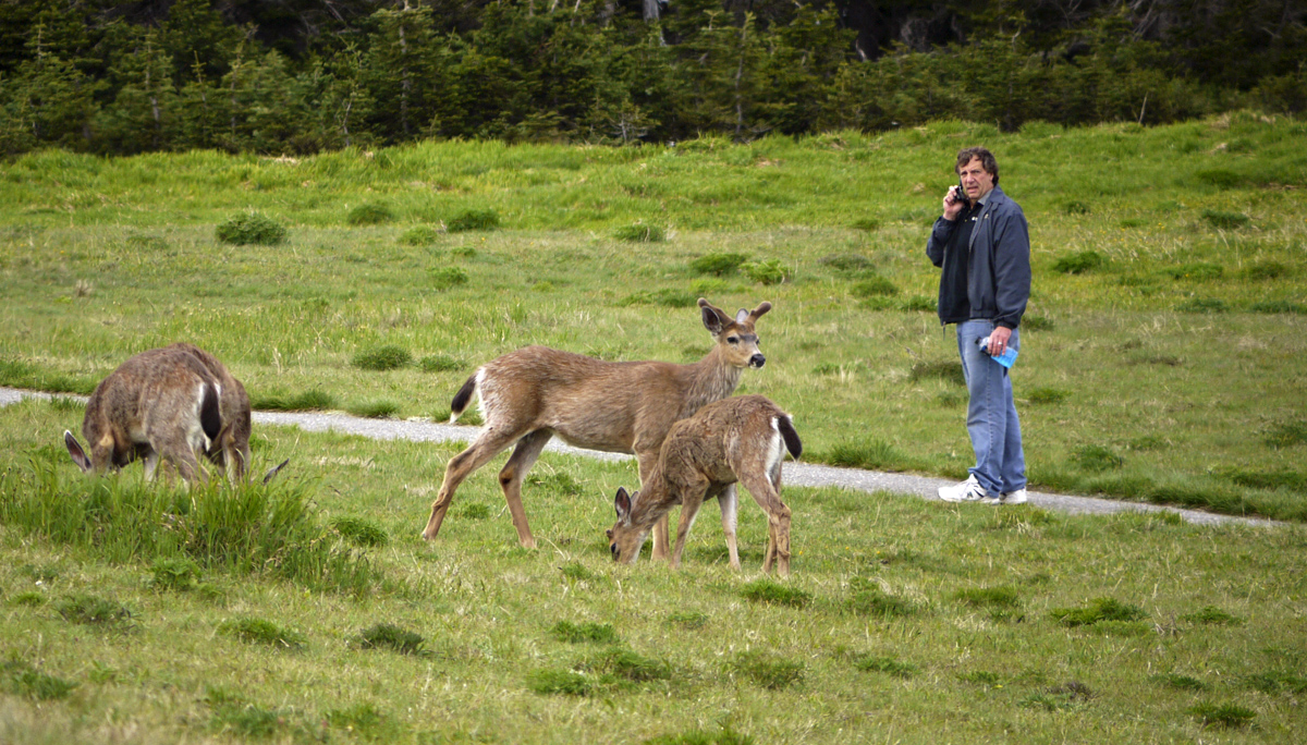 Stunned, Hurricane Ridge, Olympic National Park, Washington, 2009