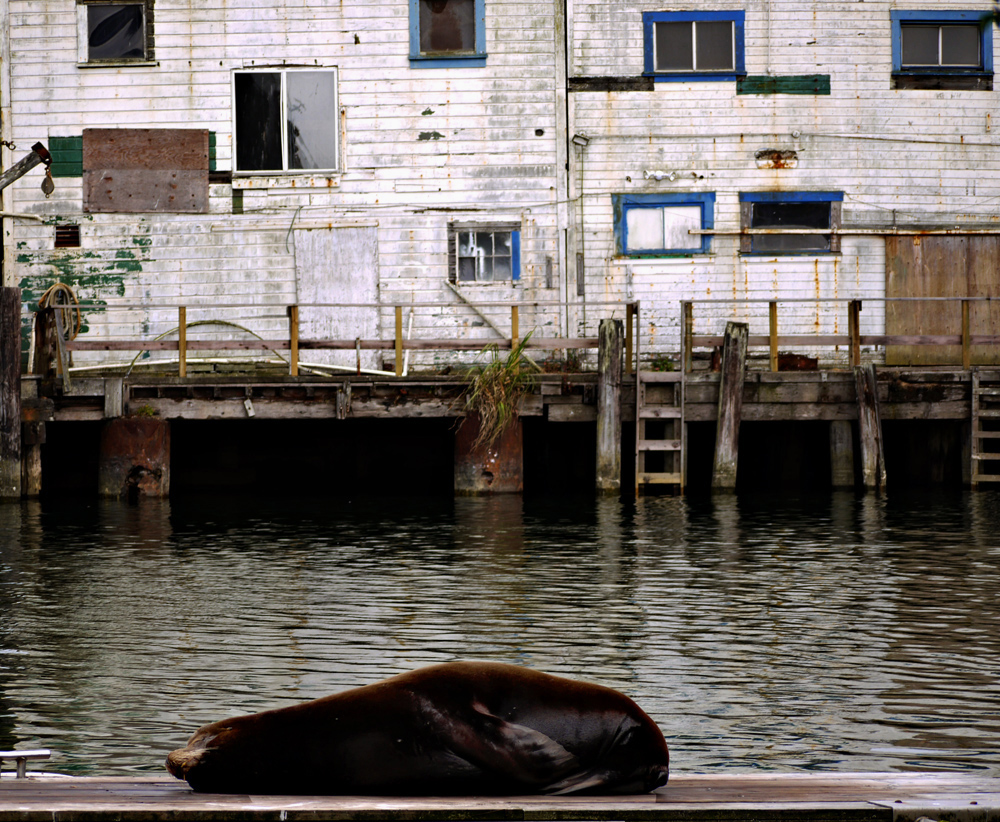 Evening visitor, Fort Bragg, California, 2009