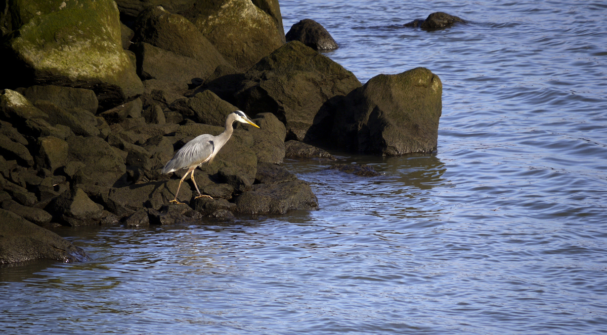 Heron, Astoria, Oregon, 2009