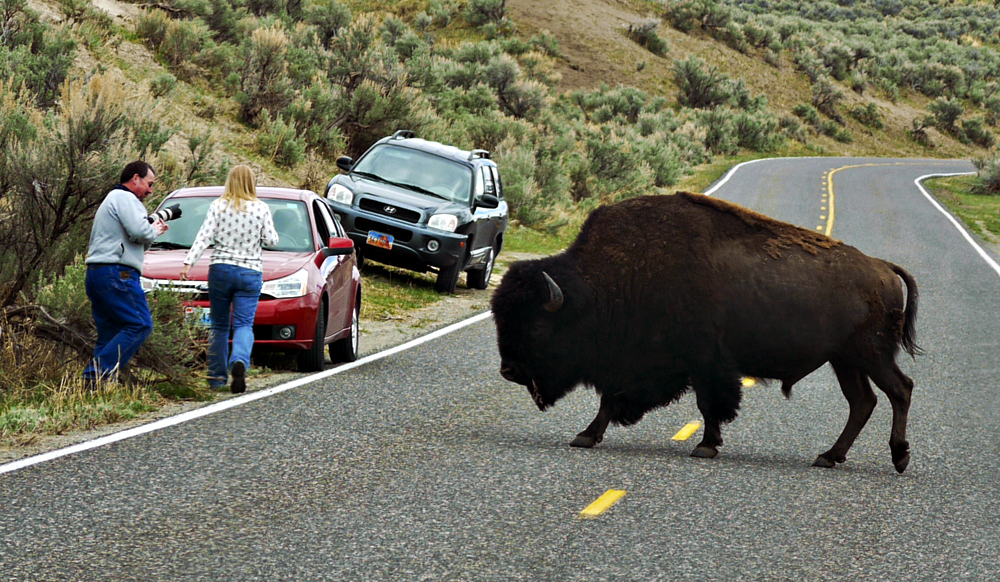 In harms way, Yellowstone National Park, Wyoming, 2010