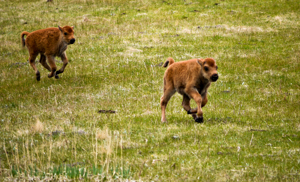 Trying their legs, Yellowstone National Park, 2010