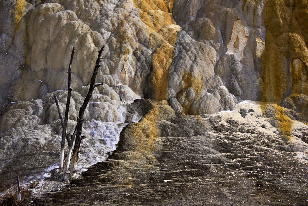 Yellowstones namesake, Yellowstone National Park, 2010