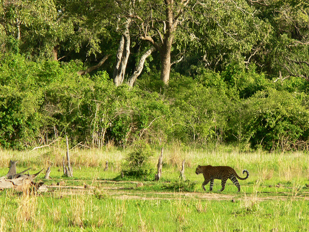 Leopard on the prowl, South Luangwa National Park, Zambia, 2006