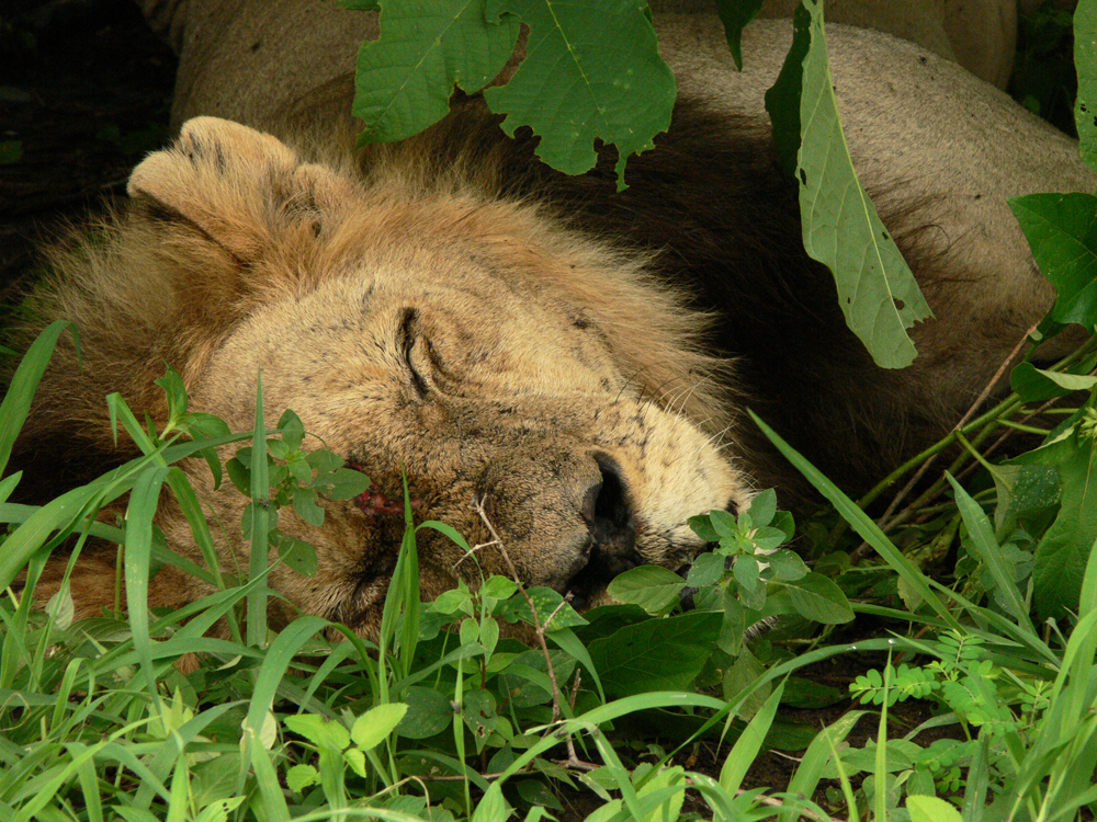 Wounded Lion, South Luangwa National Park, Zambia, 2006