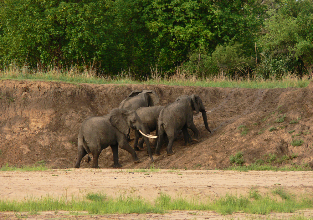 Elephants climbing the river bank, South Luangwa National Park, Zambia, 2006