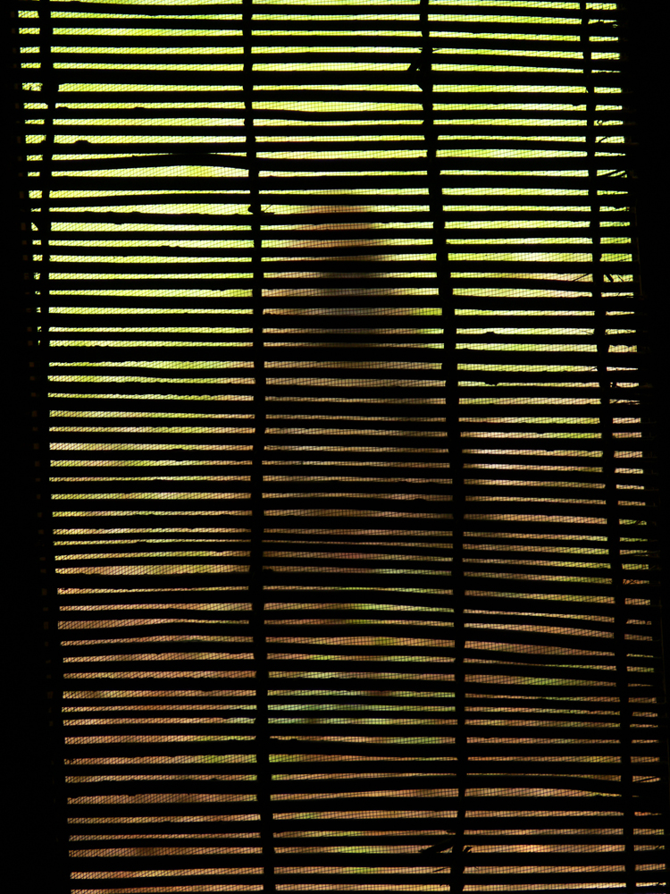 Baboon curtain, South Luangwa National Park, Zambia, 2006