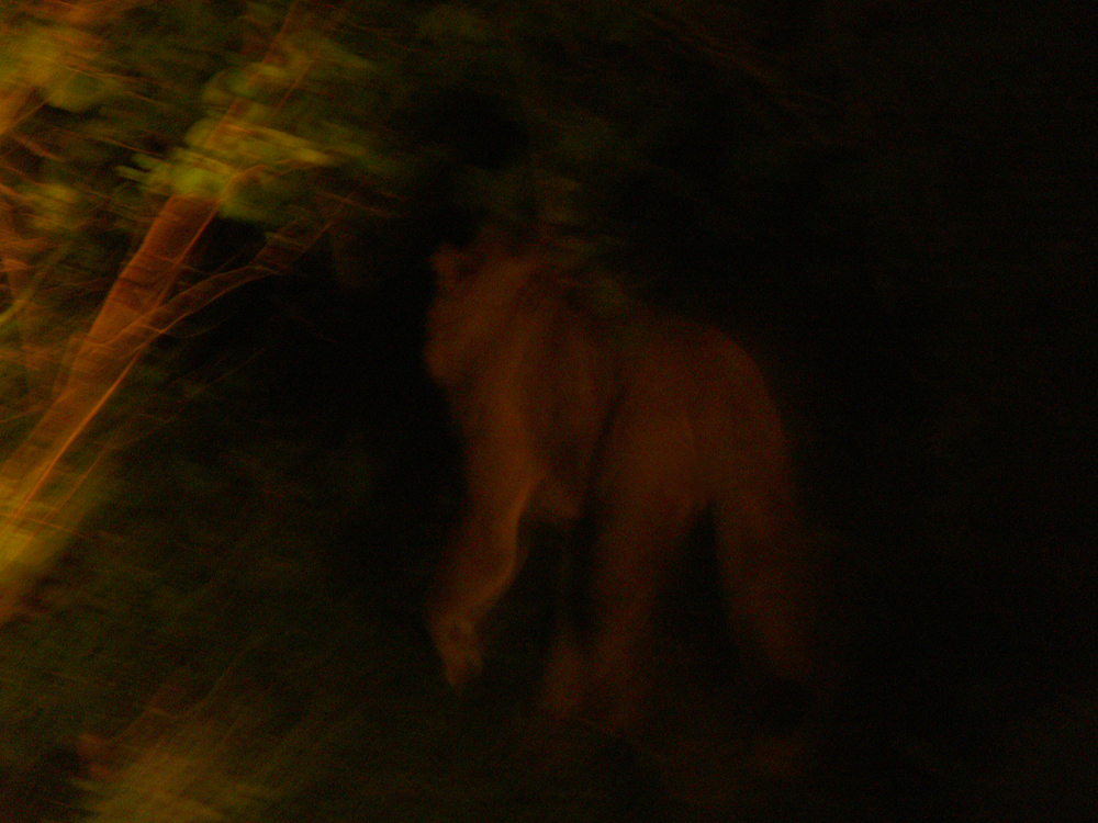 Nocturnal predator, South Luangwa National Park, Zambia, 2005