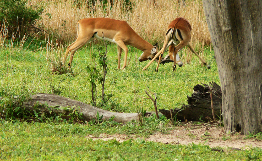 Sparring impala, South Luangwa National Park, Zambia, 2005