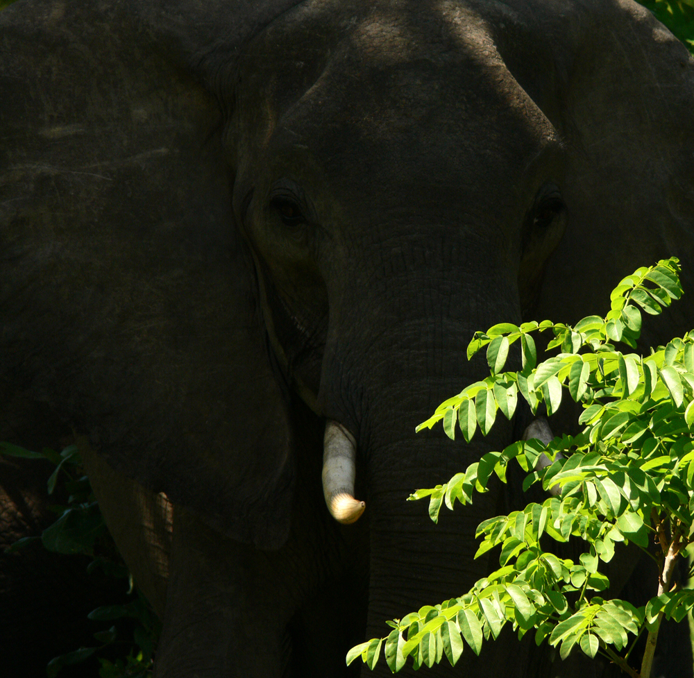 Tusker in the shadows, South Luangwa National Park, Zambia, 2006