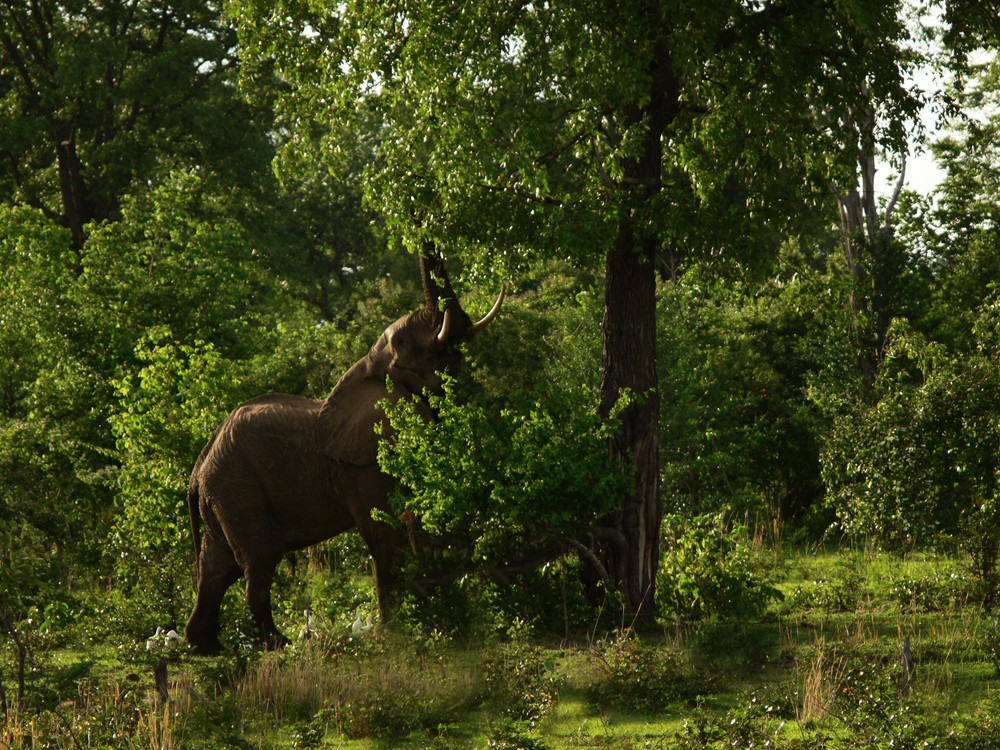 Consumption and propagation, South Luangwa National Park, Zambia, 2006