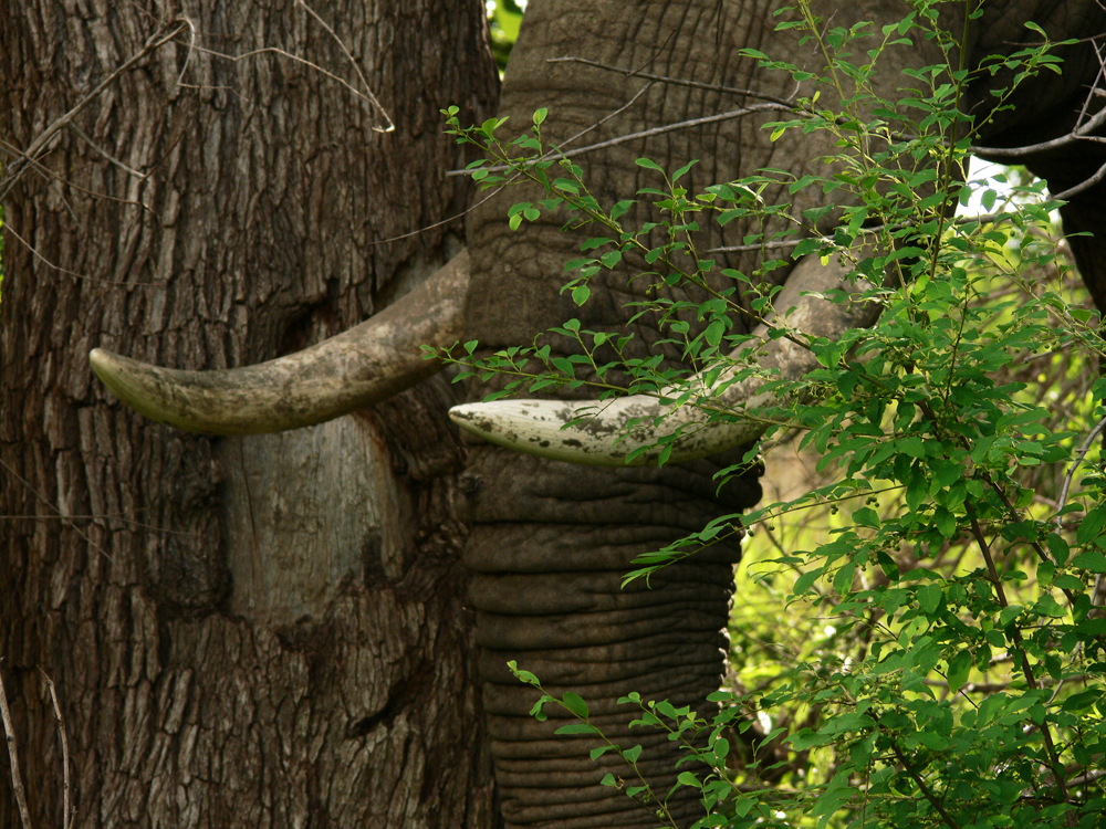 Trunks and tusks, South Luangwa National Park, Zambia, 2006