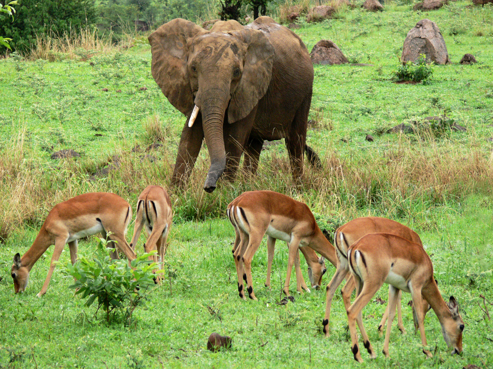 Oblivious? South Luangwa National Park, Zambia, 2006