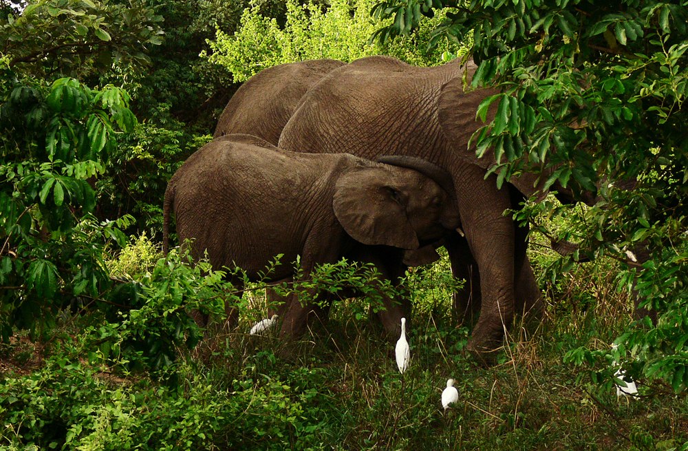 Big gulp, South Luangwa National Park, Zambia, 2006