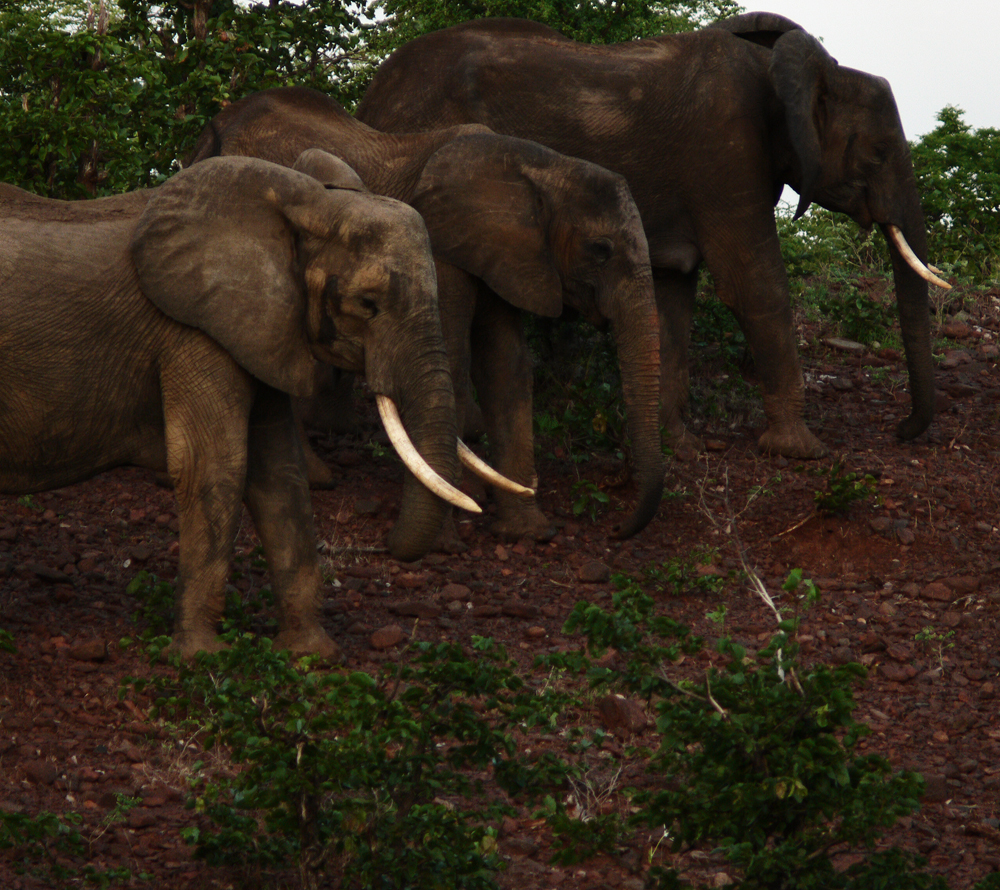 Elephants on Chichele Hill, South Luangwa National Park, Zambia, 2006
