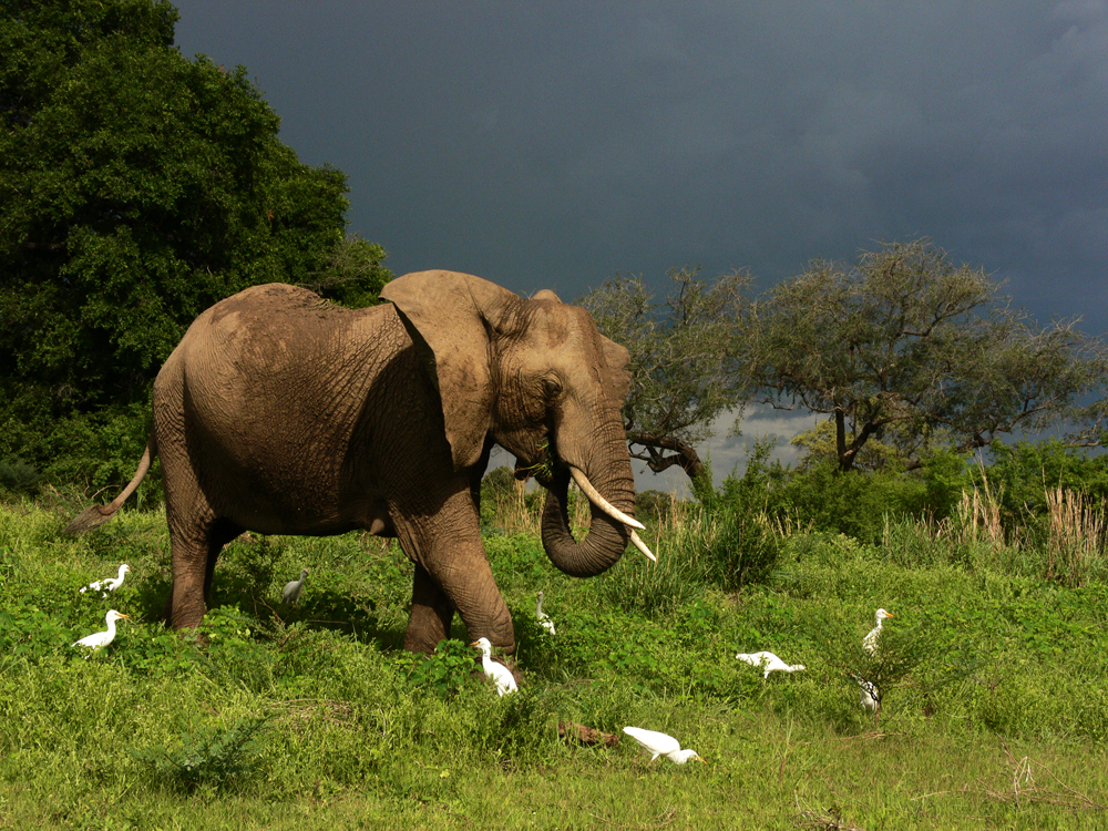 Feeding frenzy, South Luangwa National Park, Zambia, 2006