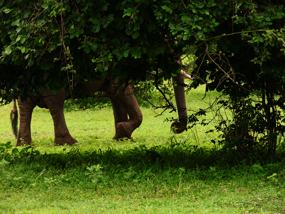 Large feet tread lightly, South Luangwa National Park, Zambia, 2006