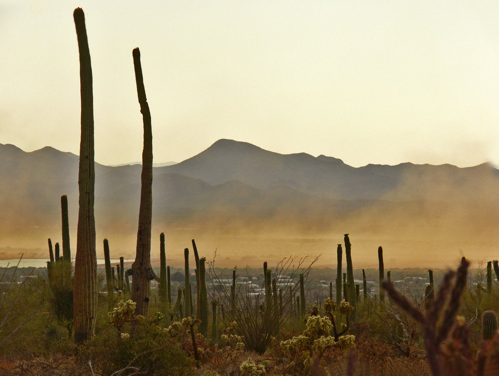 Dust storm, Saguaro National Park, Tucson, Arizona, 2006