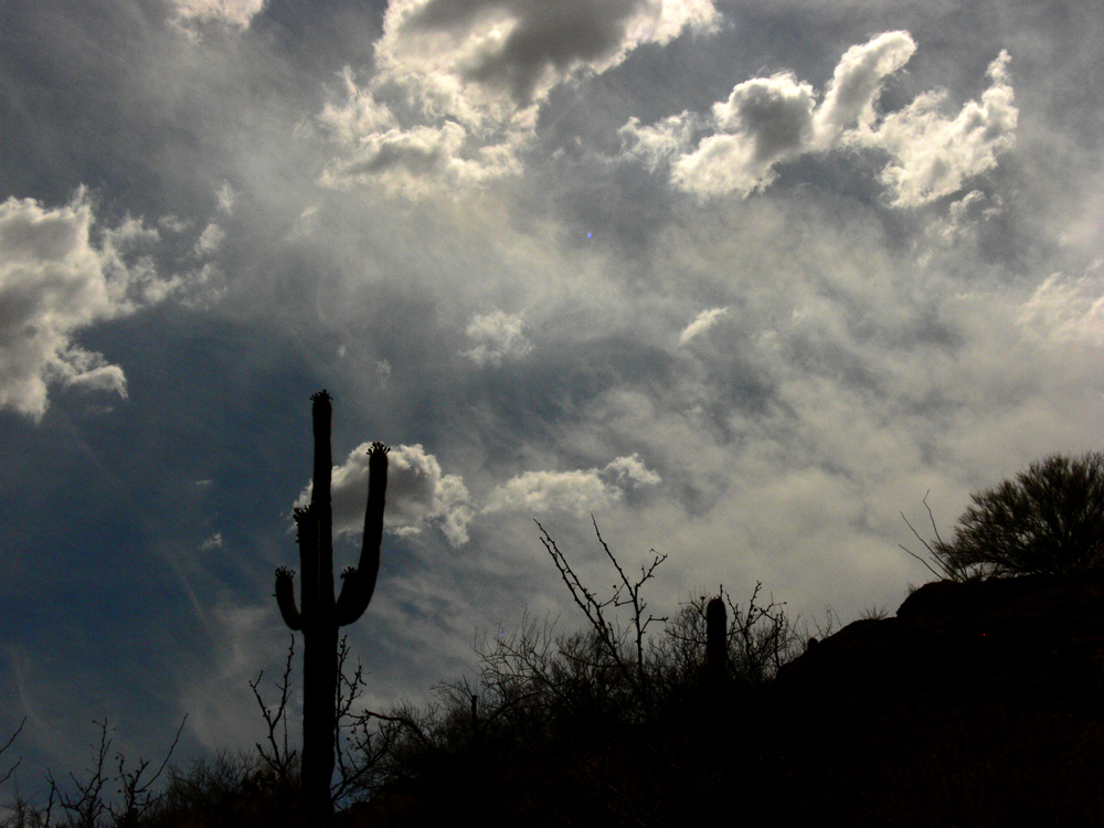Survivor, Saguaro National Park, Tucson, Arizona, 2006