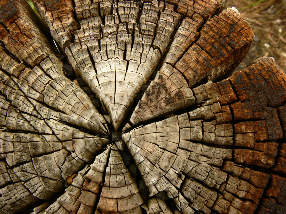 Timber, Portland, Oregon, 2006