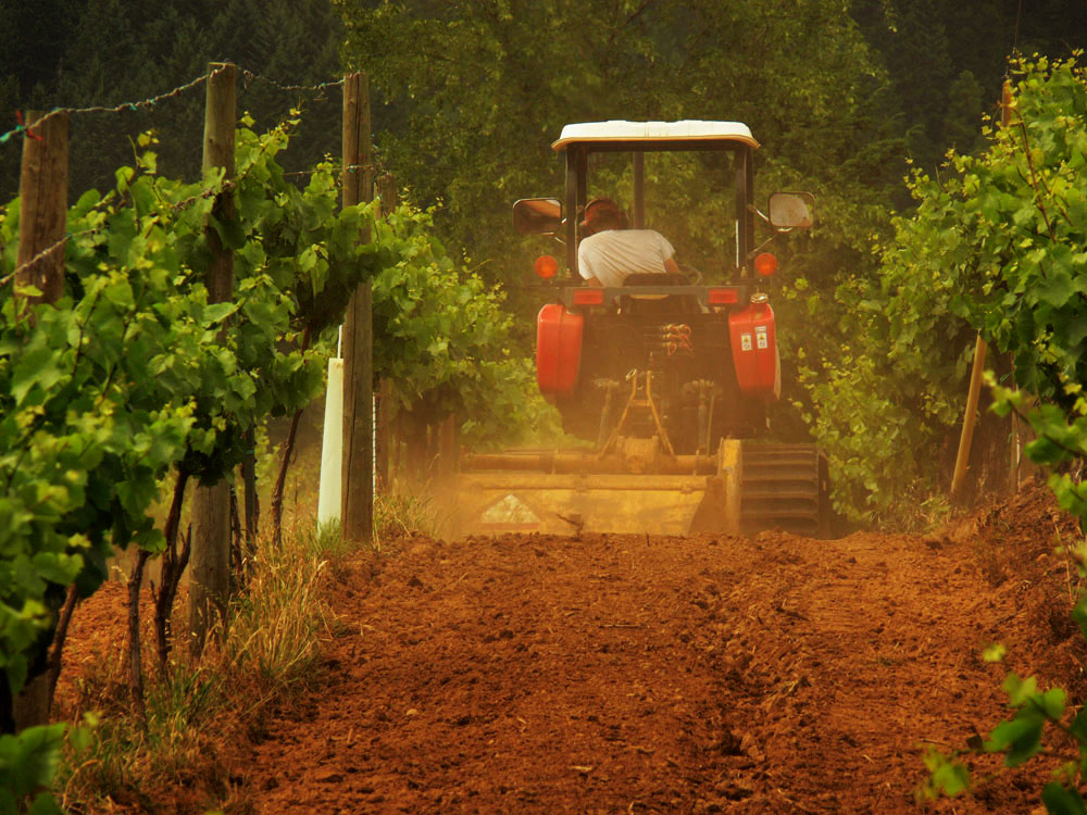 Vineyard, Roseburg, Oregon, 2006