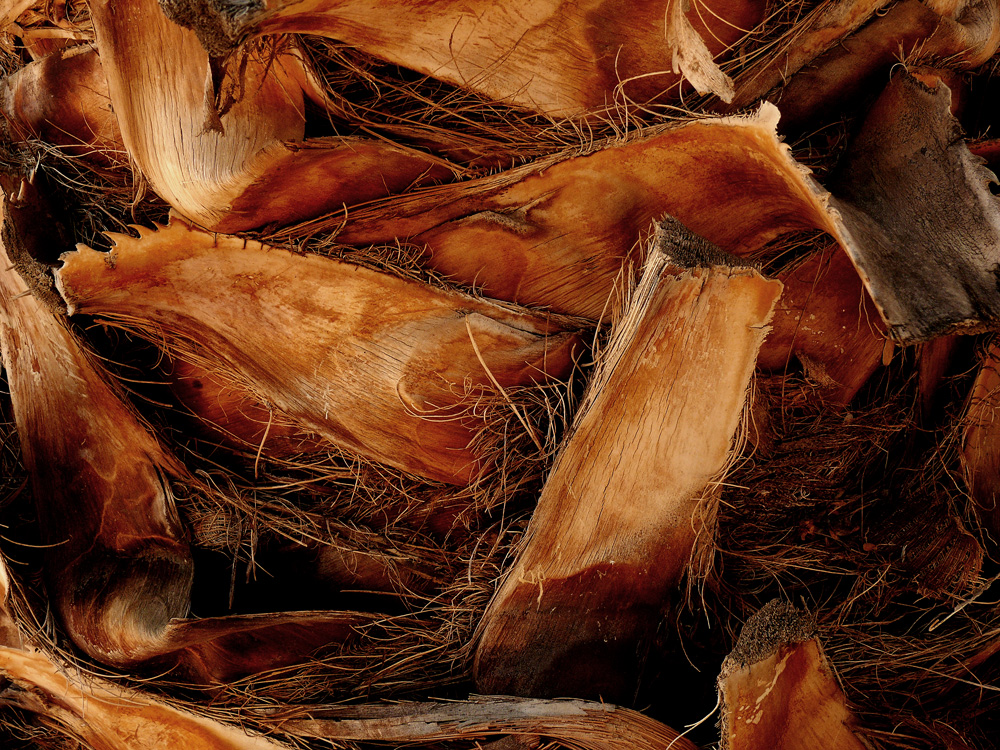 The life of a palm, Phoenix, Arizona, 2006