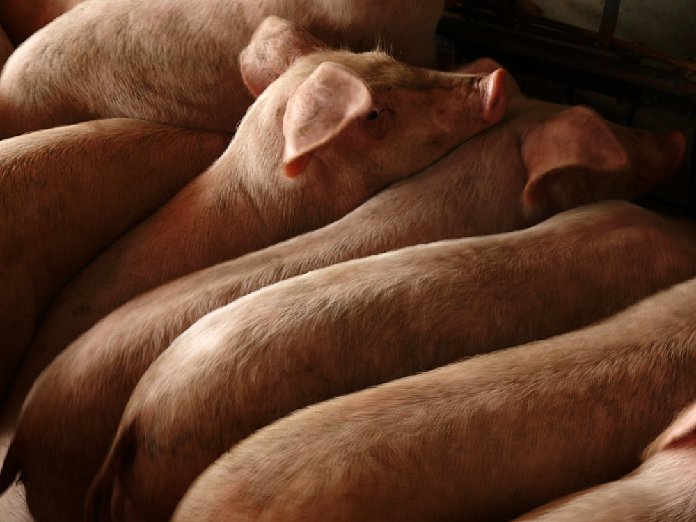 Caged pigs at market, Vinh Long, Vietnam, 2008